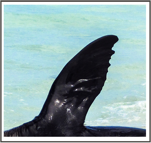 slideshow